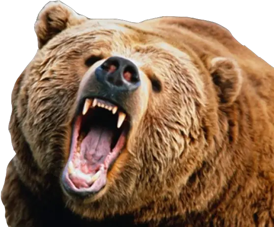 Animals Png Images Mart Angry Bear Png Angry Bear Icon