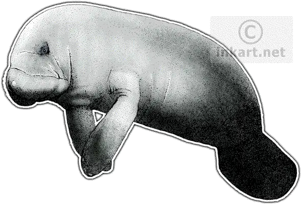 Image Royalty Free Stock Clipart Manatee Drawing Transparent Png Manatee Png