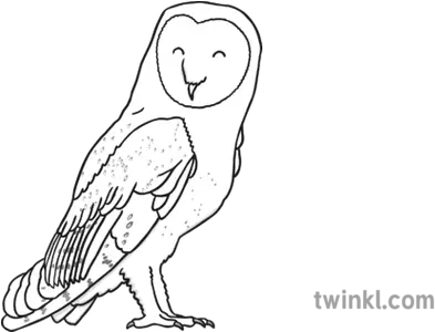 Barn Owl Black And White Illustration Twinkl Line Art Png Barn Owl Png