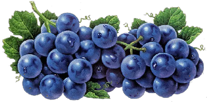 Fullscreen Page Wixtest Food Png Grape Png