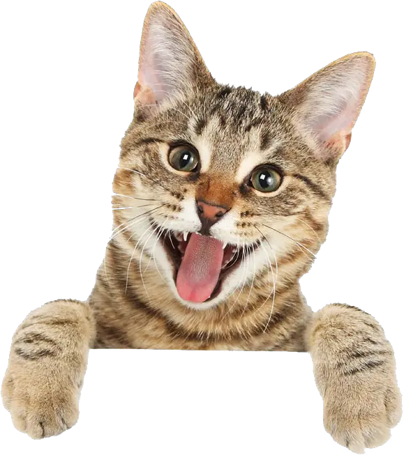 44 Cats Png