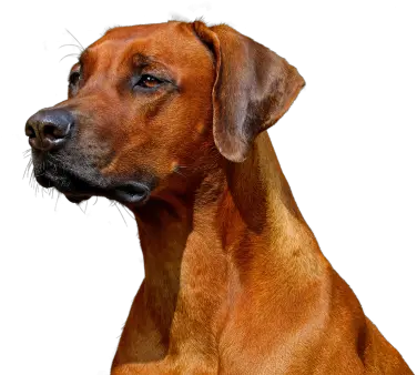 Png Images Pngs Twitter Social Media Twiter Logo Rhodesian Ridgeback Png Psd Twitter Icon