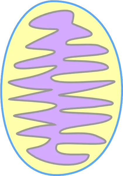 Colour Of Mitochondria Mitochondrion Png Mitochondria Png