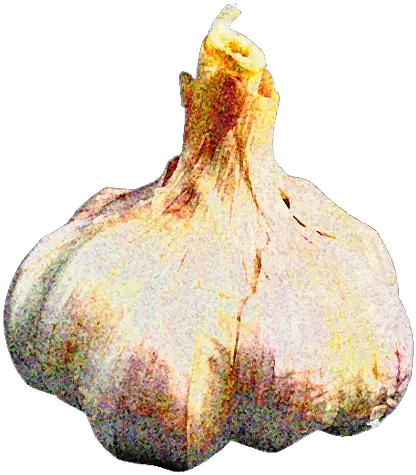 Ontario Garlic Vs Chinese Fresh Png Garlic Png