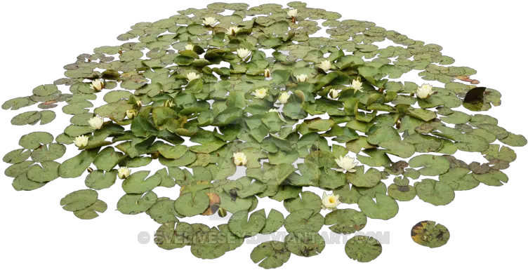 Waterlily Pond Png Water Plants Png Pond Png
