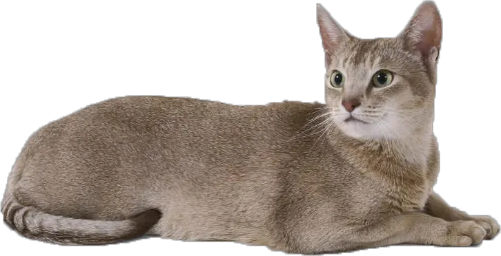 Running Cat Png