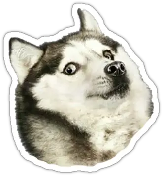 Husky Doge Stickers Tumblr Husky Png Husky Transparent