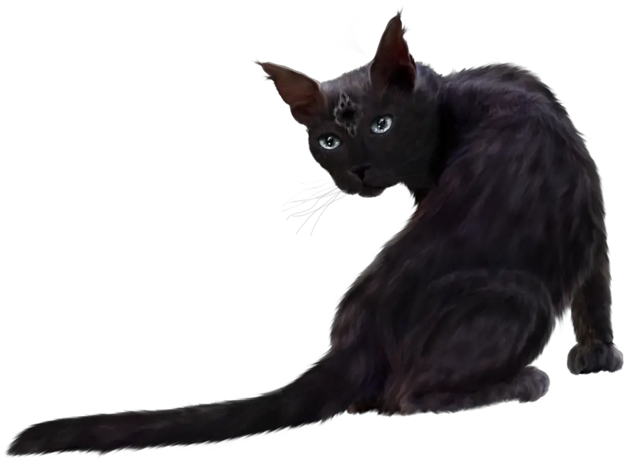 Cry Cat Png