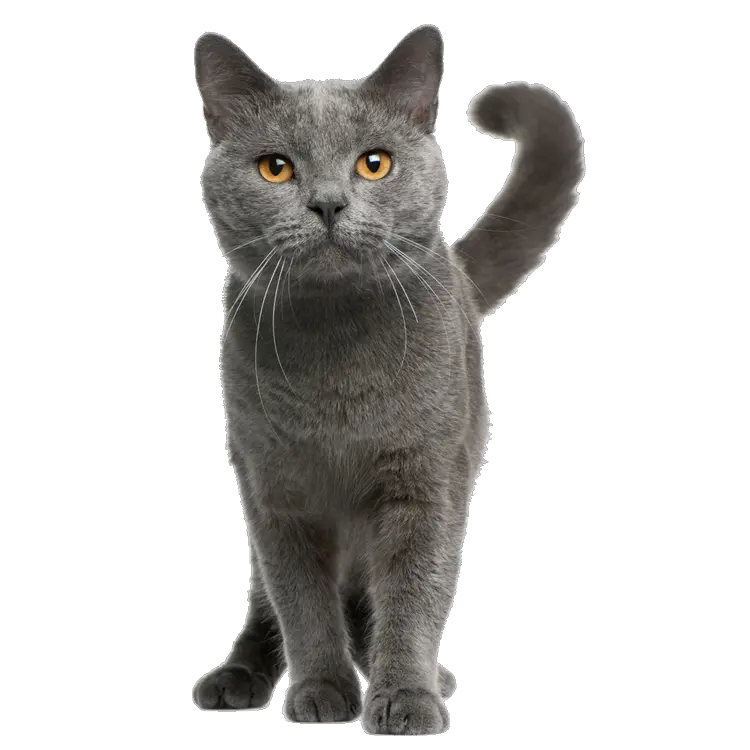 Funny Cats Png