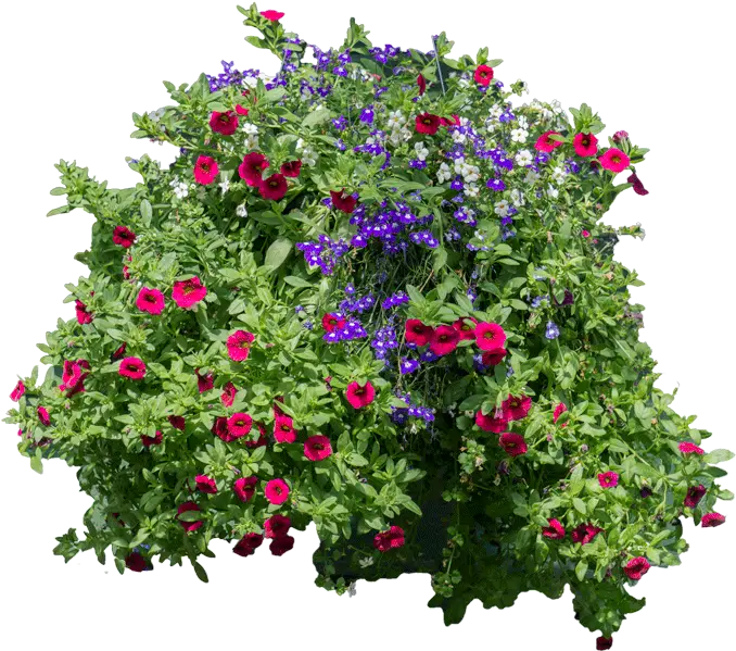 Download Flowers And Bushes Hanging Flowers Png Flower Arbusto Con Flores Png Flower Bush Png png