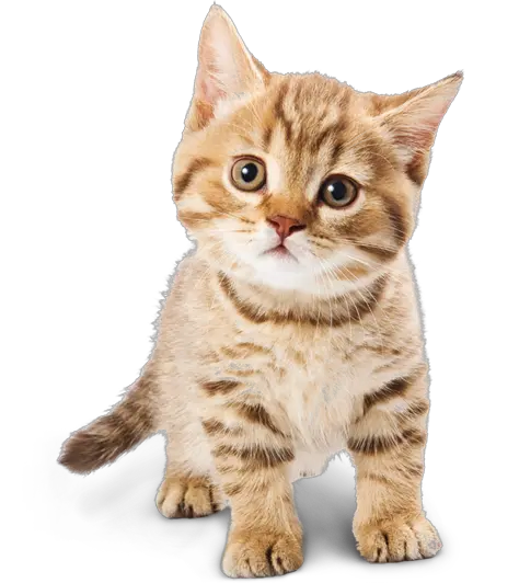 Cute Cat Transparent Png