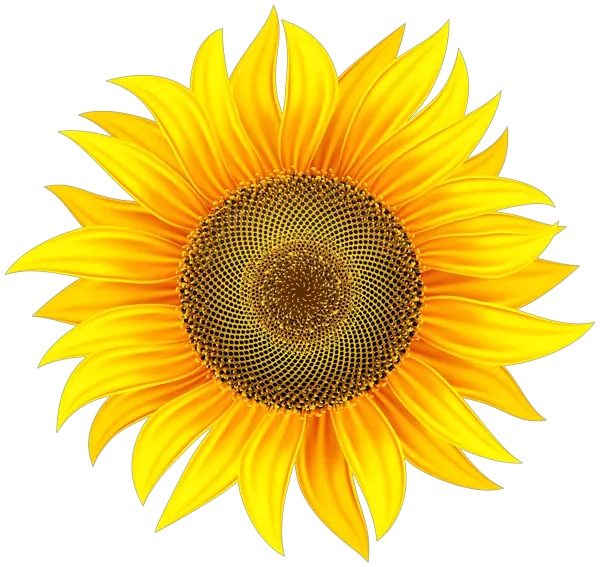 Android Sunflower Emoji Picture Png