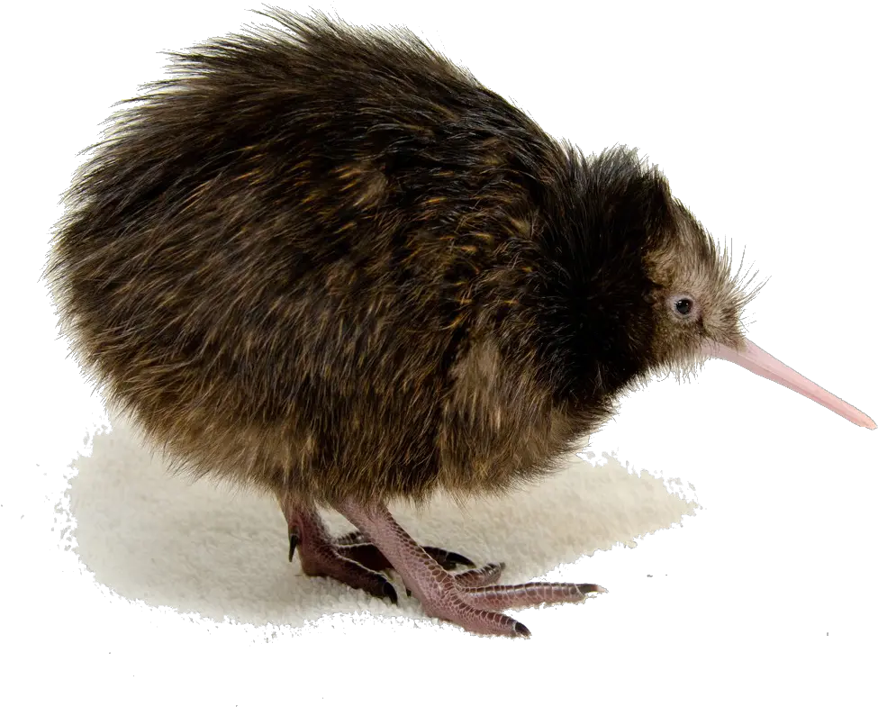 Kiwi Bird Png Clipart Mart Kiwi Bird Photos Download Bird Transparent Background png