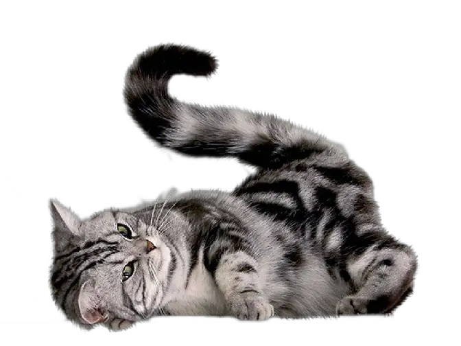 Black And White Cat Png
