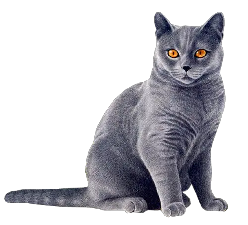 Angry Cat Png