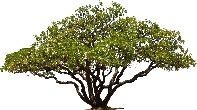 Cartoon Trees Tree Plan Png Transparent Background Oak Tree Png Trees In Plan Png