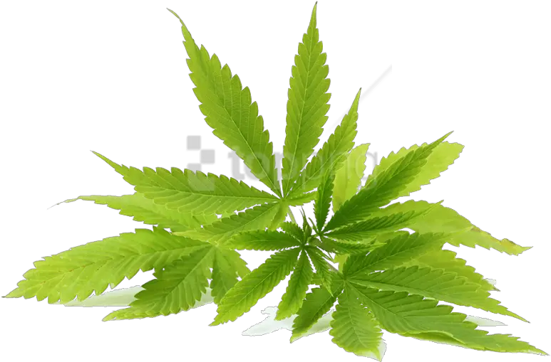 Real Weed Leaf Png Neem Oil Neem Leaf Png Cannabis Leaf Png
