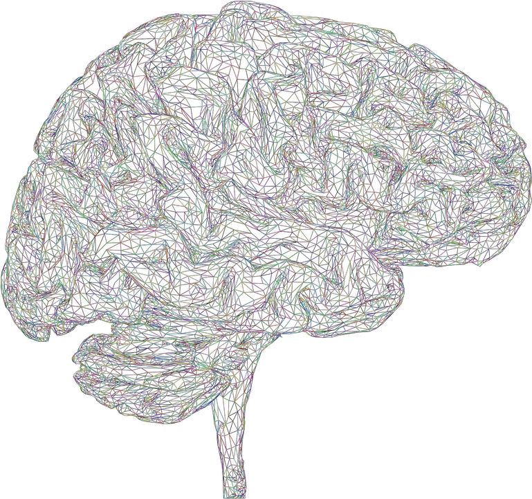 Brain 3d Thought Free Vector Graphic On Pixabay Brain Wire Frame Transparent Png Mind Png