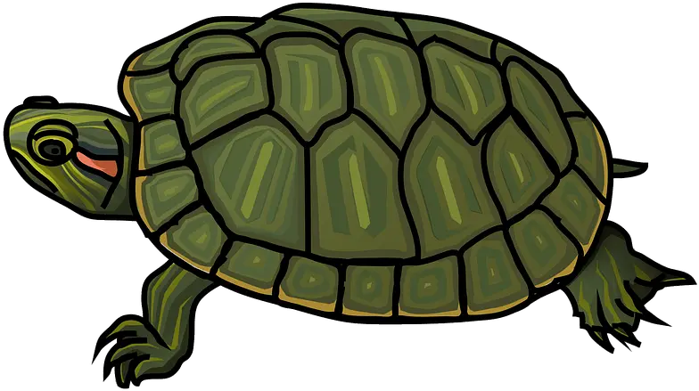 Red Red Eared Slider Turtle Clipart Png Turtle Clipart Png
