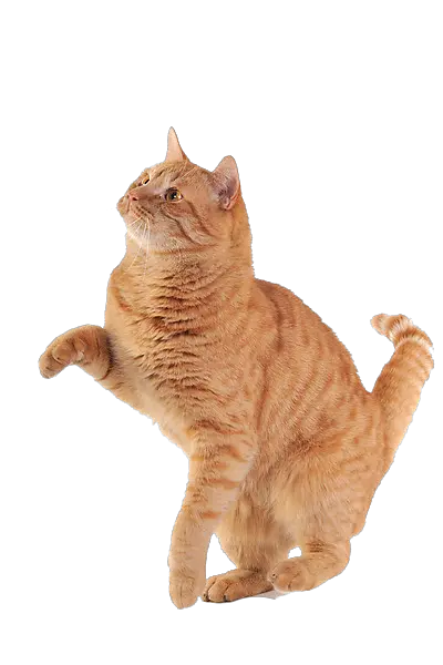 Scratch Cat Png