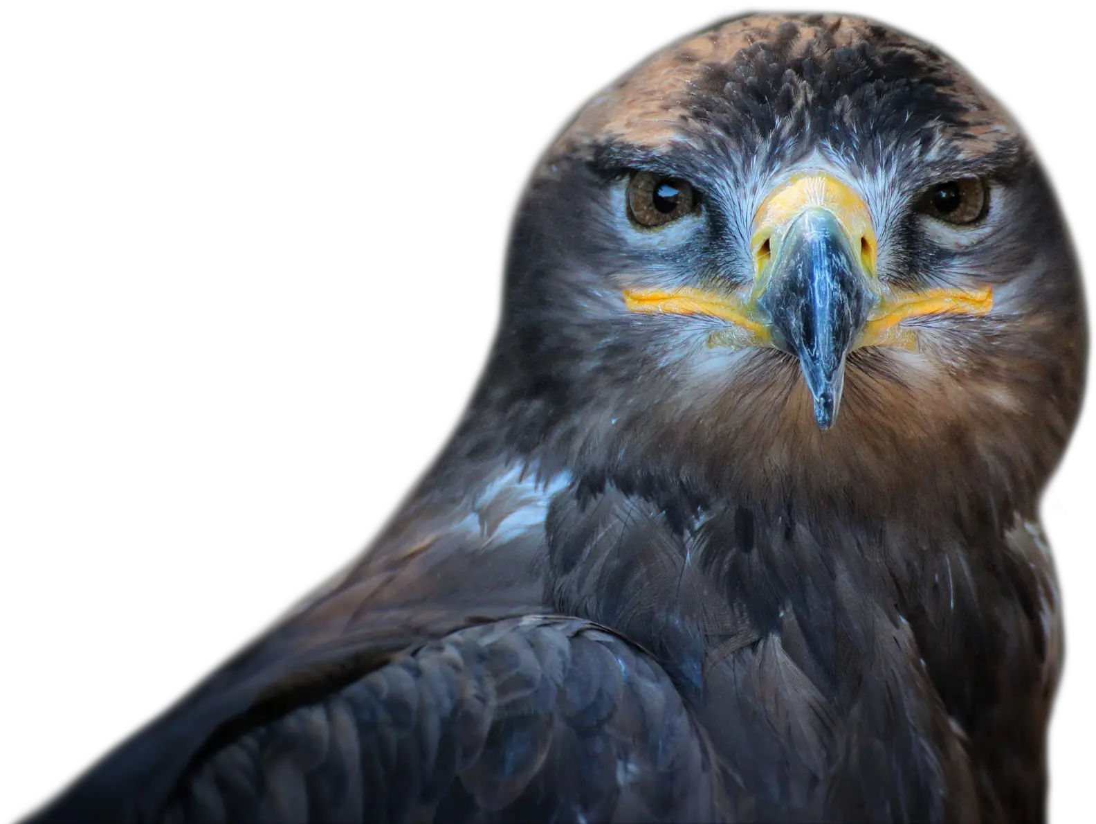 Download Owl Bird Png Image For Free Hawks Bird Face Transparent Bird Png png