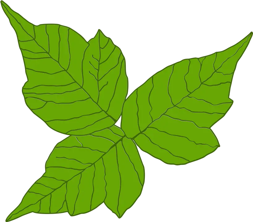 Poison Ivy Itch Danger Free Vector Graphic On Pixabay Transparent Poison Ivy Png Ivy Png