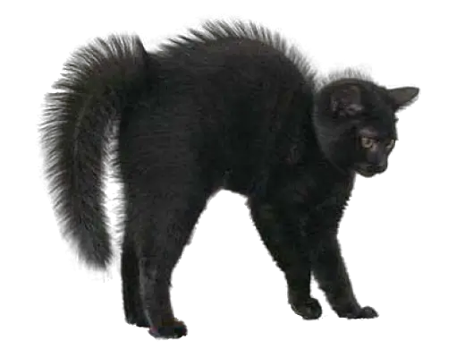 Cat Sticker Png