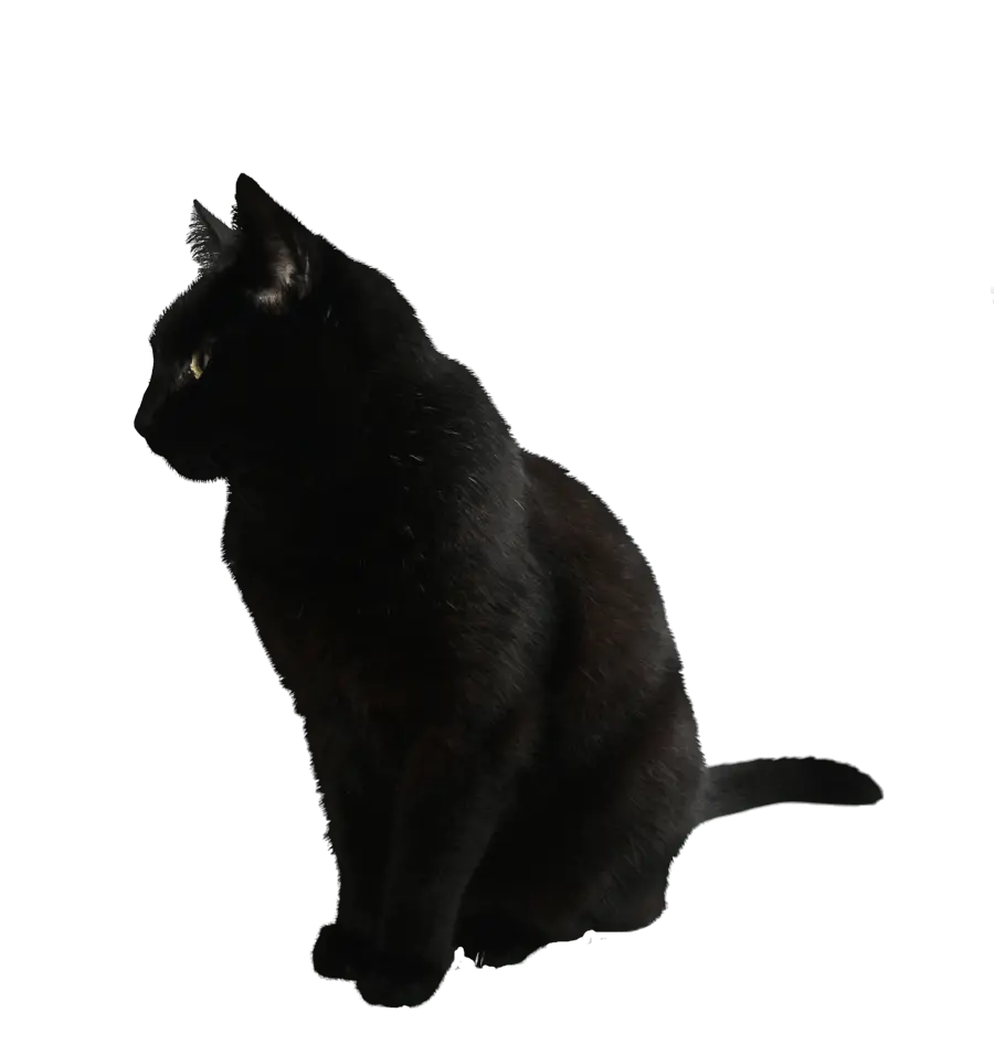 Cat Toy Png