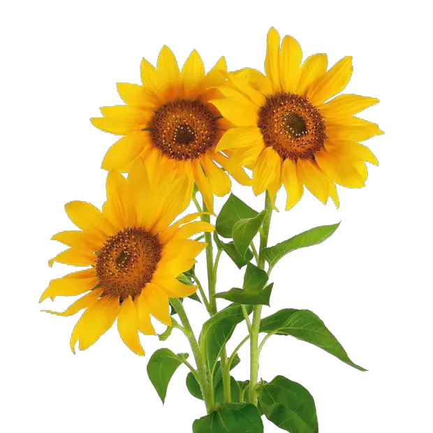 10 Foot Sunflower Png