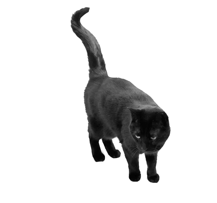 Black Cat Transparent Png
