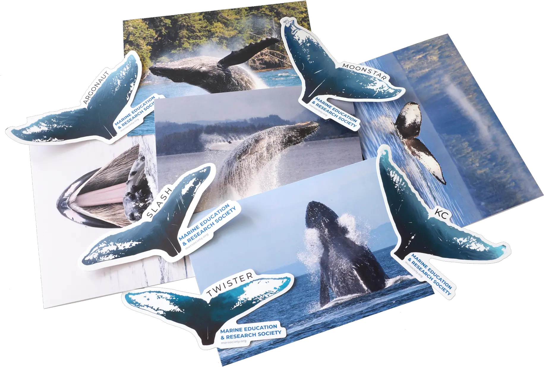 Marine Education And Research Society Sponsor A Humpback Whale Humpback Whale Png Whale Transparent