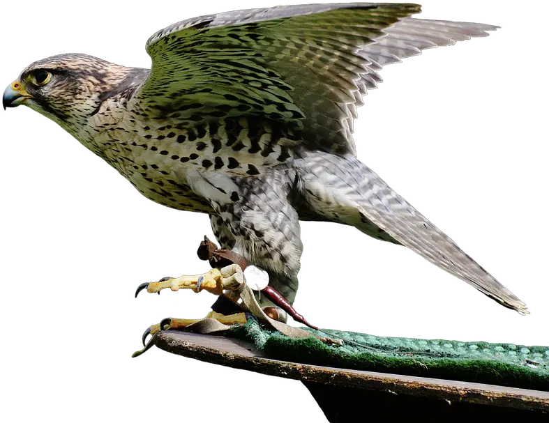 Falcon Birds Png Transparent Images Bird Of Prey Falcon Transparent