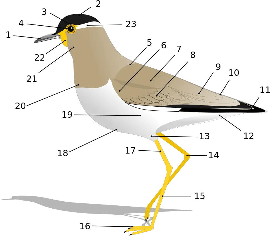 Glossary Of Bird Terms Wikipedia Anatomy Of A Bird Png Birds Flying Transparent png