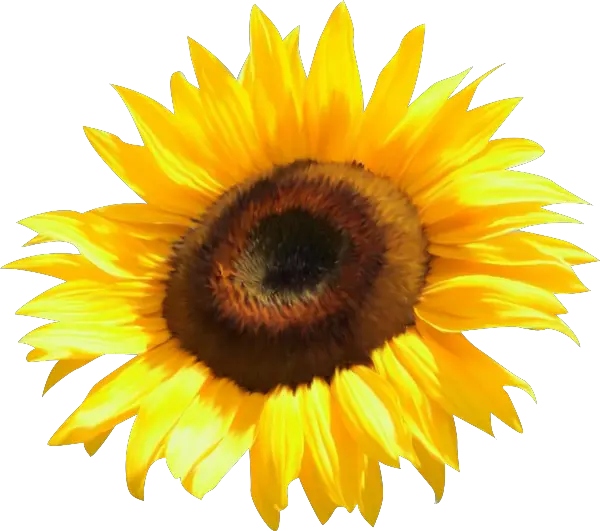 Sunflower Png Free Download