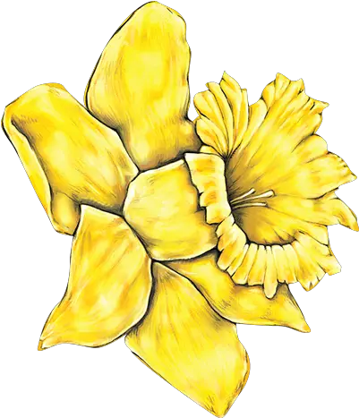 Download Daffodil Yellow Daisy Flower Clipart Png Image Daffodil Day Nz 2018 Daffodil Png