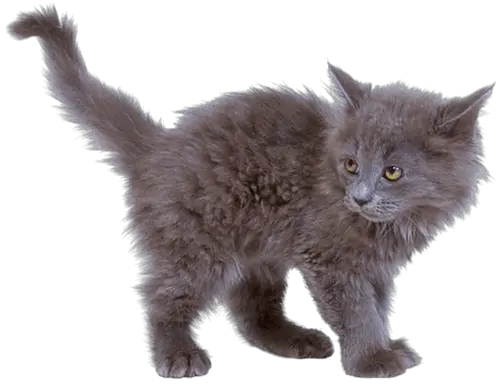 Cat Gif Png