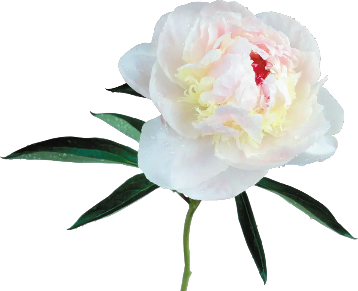 Large Transparent White Peony Clipart White Peony Clip Art Png Peony Transparent