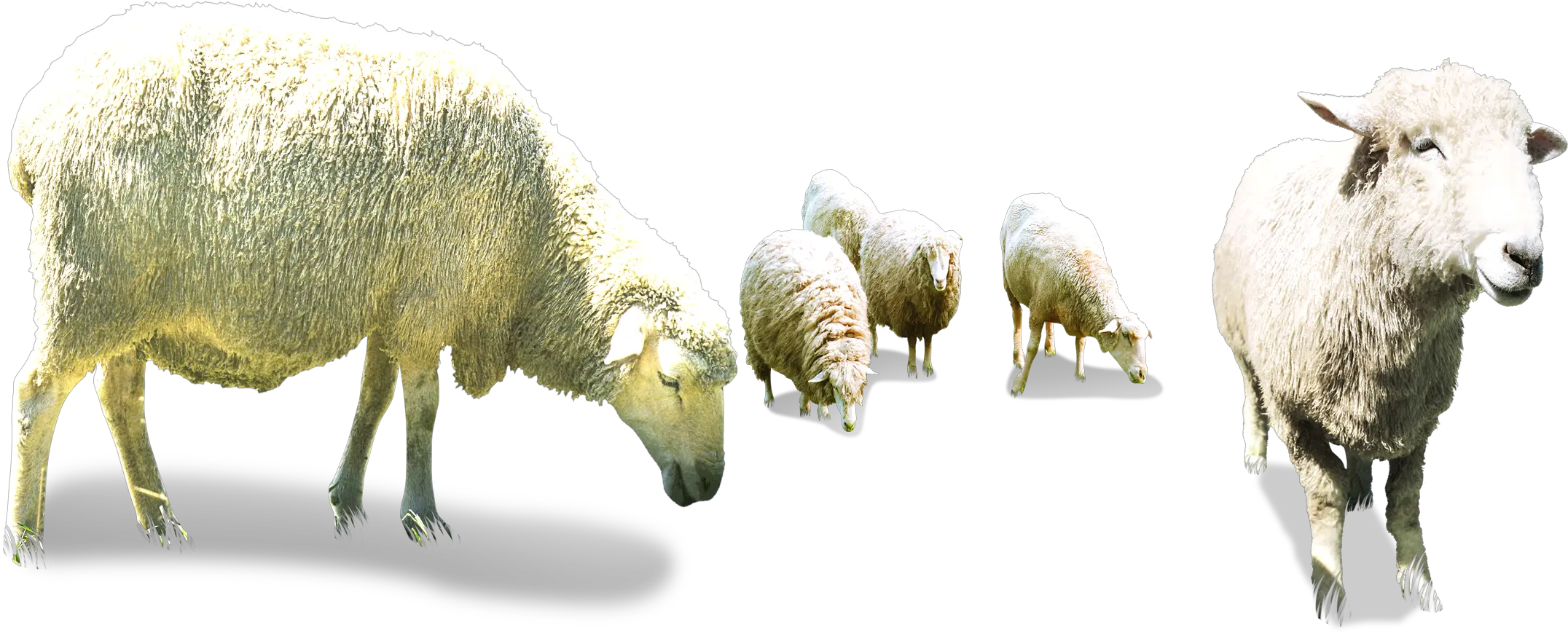 Sheep Goat Herding Transparent Herd Of Sheep Png Sheep Transparent