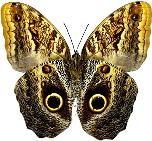 Owl Butterfly Png U0026 Free Butterflypng Transparent Owl Butterfly Png Butterfly Png Transparent