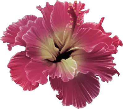 Read It Red Tropical Flower Png Full Size Png Download Flores Tropicales Png Tropical Flower Png
