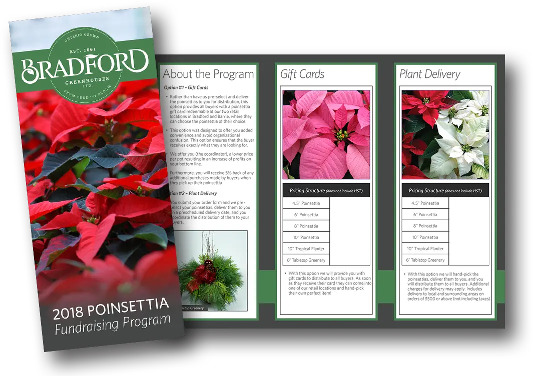 Download How To Order Poinsettia Png Image With No Laceleaf Poinsettia Transparent Background