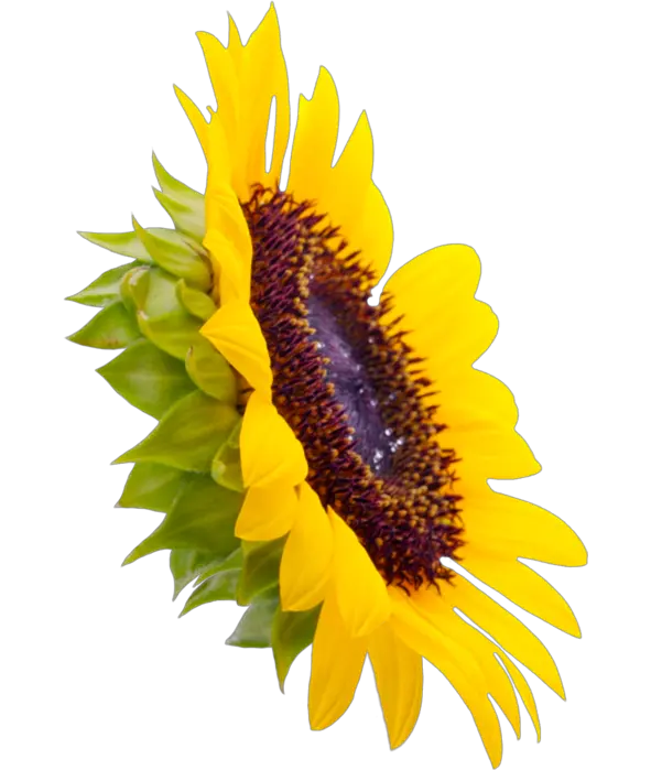 Sunflower Png Download