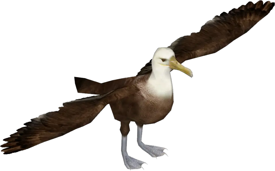 Dove Png Transparent Background Albatross Png Image With Albatross Bird Transparent Dove Transparent Background