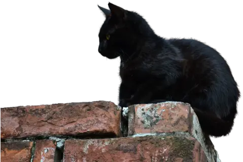 Download Free High Quality Black Cat Images Png Transparent Portable Network Graphics Black Cat Transparent Background