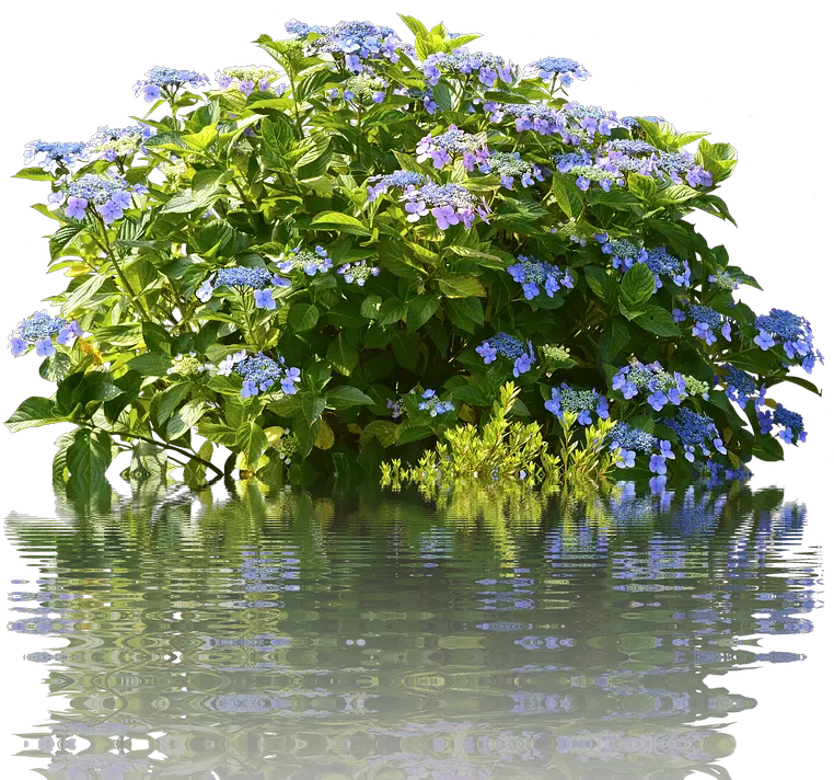 Groundcover Png Images Free Png Library Lobelia Shrubs Png