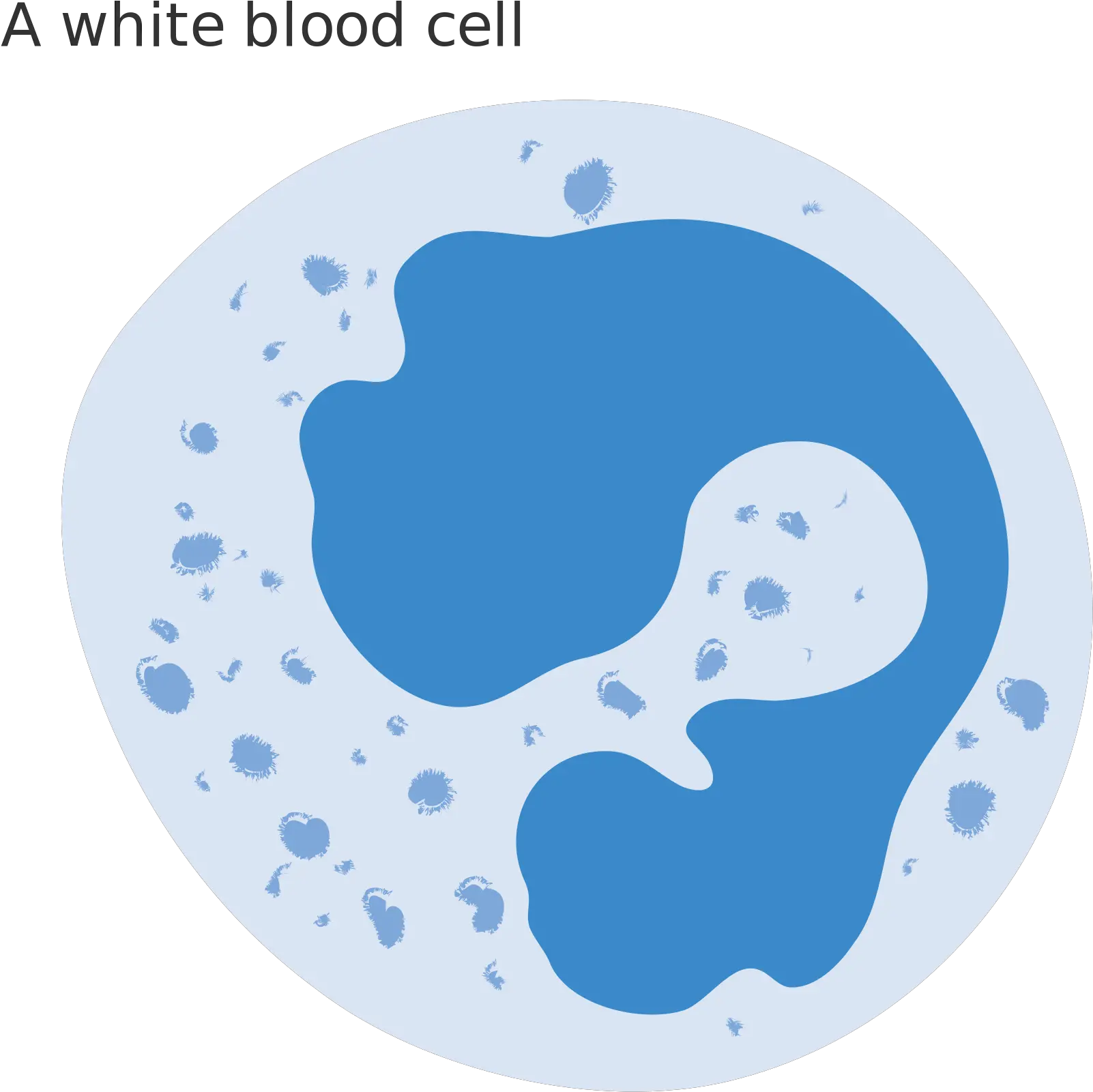 Cells Clipart Svg Diagram White Blood Cell Png Cell Png