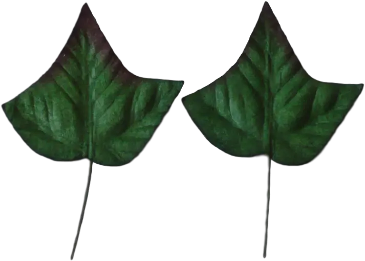 Download Hd Green Mulberry Paper Ivy Leaves 35cm 10pcs Licie Bluszczu Png Ivy Transparent
