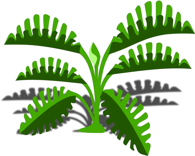 Plant Grass Leaf Png Clipart Cartoon Fern Drawn Png Fern Leaf Png