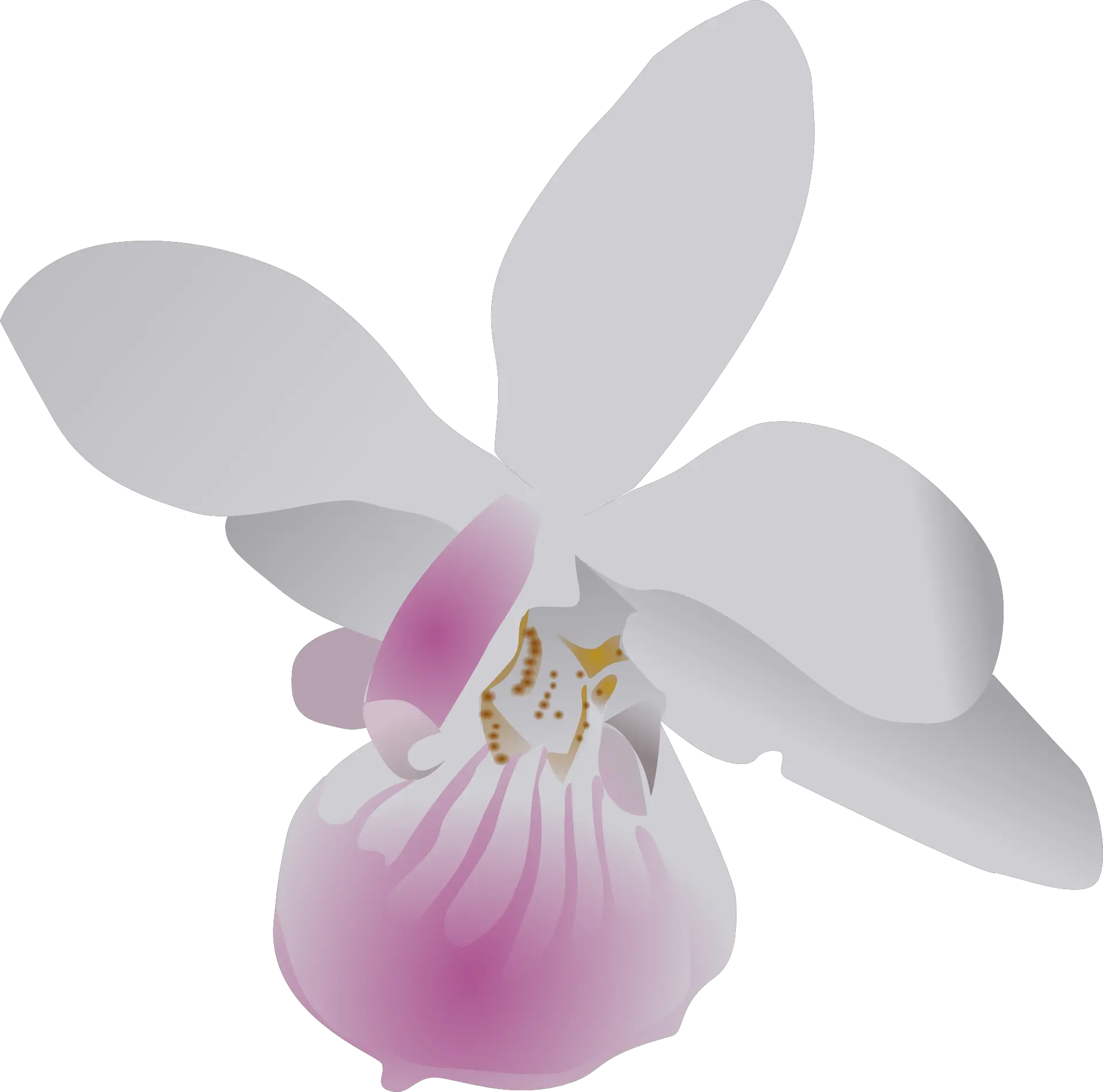 Butterfly Orchid Flower Orchid Clip Art Png Orchid Png