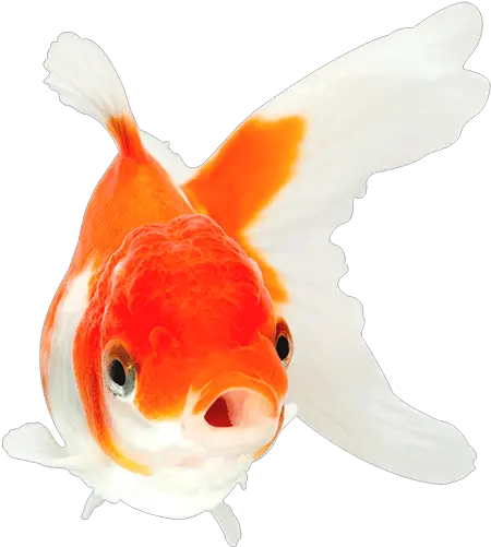 Aquarian Fish Food Orange And White Goldfish Png Fish Swimming Png